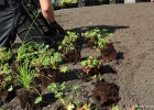 150922_aanplant-kluit-zonder-pot