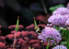 Green-to-Colour biodiversiteit_insecten (06)