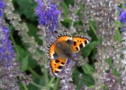 Green-to-Colour biodiversiteit_vlinders (03)