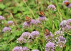 Green-to-Colour biodiversiteit_vlinders (04)
