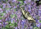 Green-to-Colour biodiversiteit_vlinders (7)