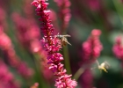 GreentoColour biodiversiteit_insecten (29)