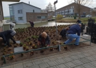 181215_Papegaaiduikerplein - bewoners aanplant