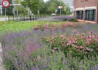 06a_Zoetermeer_border_2_na_20110826