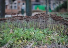 GreentoColour_20140106_Parken (2)