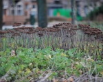 GreentoColour_20140106_Parken (2)