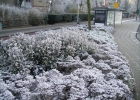 Green-to-Colour_Winterbeeld (08)