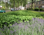 Green-to-Colour_Woonwijken (02)