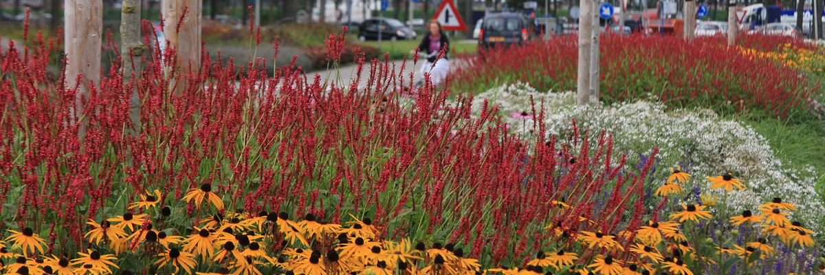 GreentoColour_bewonersreactie_Zuidplas2