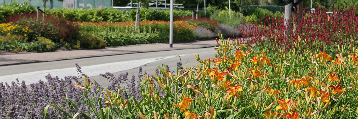 GreentoColour_bewonersreactie_Zuidplas5